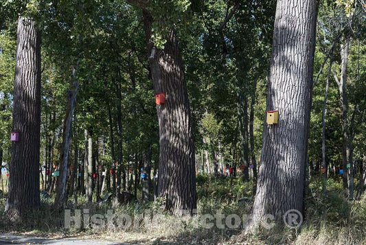 Photo- Birdhouses, including some that may be elaborately carved or painted, are a common sight in the gardens and woods of rural and suburban America 1 Fine Art Photo Reproduction
