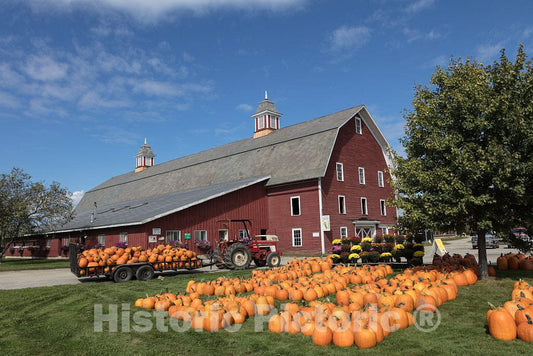 Photo - Pumpkins by The Dozens, harvested from The Fields Behind This barn in Richmond, Vermont- Fine Art Photo Reporduction
