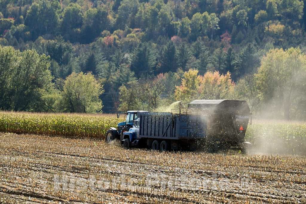 Photo- Harvesting Fodder, Stripped cornstalks and Other Residue Left After The Ears of Corn Have Been Removed, Near Columbia 2 Fine Art Photo Reproduction