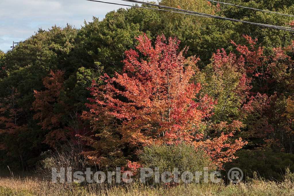 Photo - Fall Leaf Display Near Newcastle, Maine- Fine Art Photo Reporduction