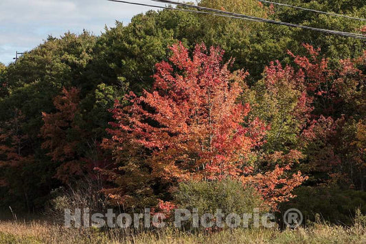Photo - Fall Leaf Display Near Newcastle, Maine- Fine Art Photo Reporduction