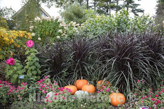 Photo- Display at The Coastal Maine Botanical Gardens in Boothbay, Maine, a 270-acre Garden on More Than a Mile of Boothbay Harbor Waterfront 1 Fine Art Photo Reproduction