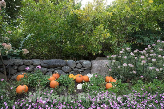 Photo- Display at The Coastal Maine Botanical Gardens in Boothbay, Maine, a 270-acre Garden on More Than a Mile of Boothbay Harbor Waterfront 2 Fine Art Photo Reproduction