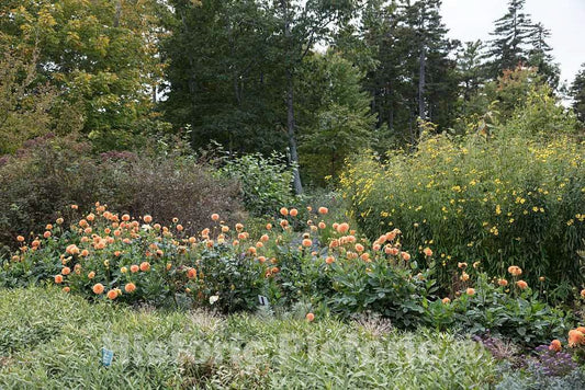 Photo- Display at The Coastal Maine Botanical Gardens in Boothbay, Maine, a 270-acre Garden on More Than a Mile of Boothbay Harbor Waterfront 6 Fine Art Photo Reproduction