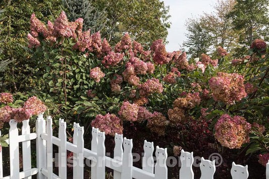 Photo- Scene at The Coastal Maine Botanical Gardens in Boothbay, Maine, a 270-acre Garden on More Than a Mile of Boothbay Harbor Waterfront 10 Fine Art Photo Reproduction