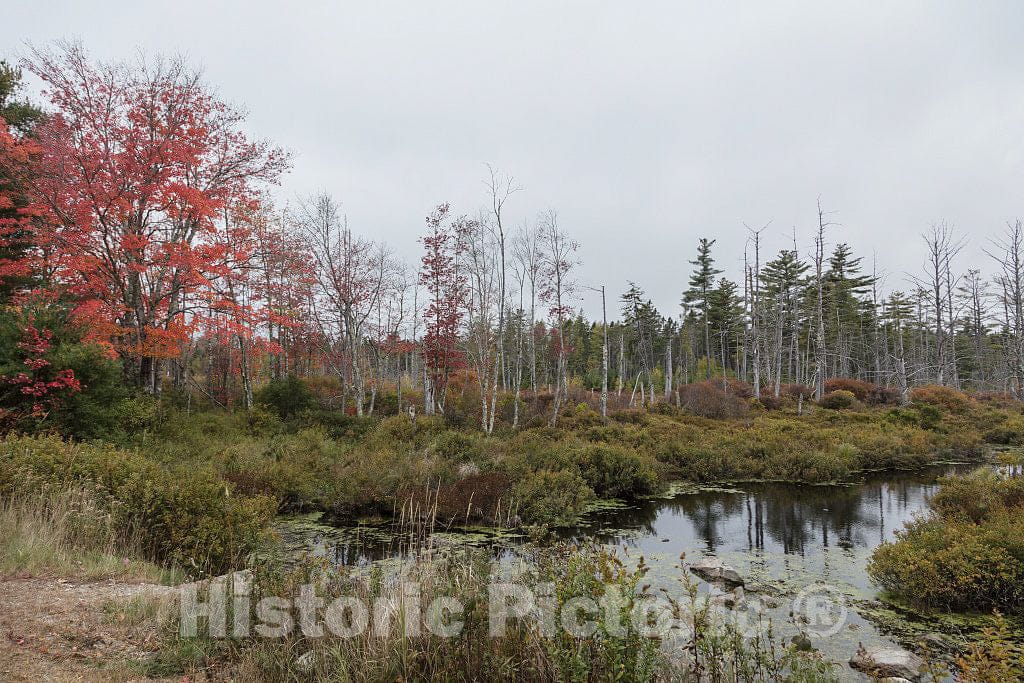 Photo - Marsh Near Waldoboro, Maine- Fine Art Photo Reporduction