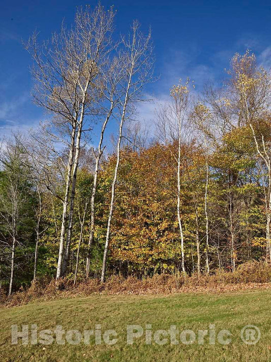 Photo - Birches and Other Vermont Trees Display Their Fall Colors Near The Town of Wilmington- Fine Art Photo Reporduction