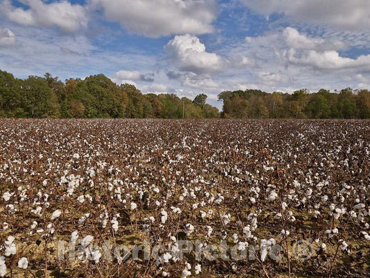 Photo - Cotton Field, Ready for Picking, Near Inverness, Mississippi- Fine Art Photo Reporduction