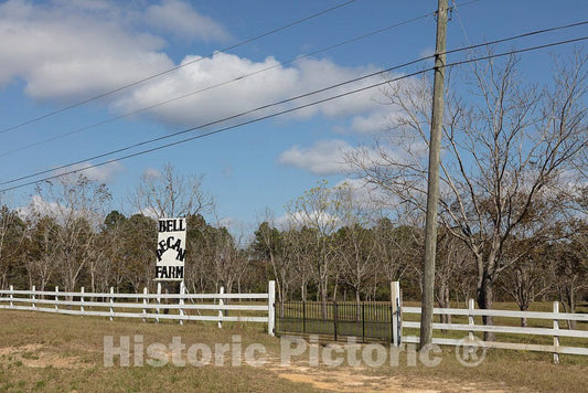 Photo - White Fence alongside Bell's Pecan Farm in McLain, Mississippi- Fine Art Photo Reporduction