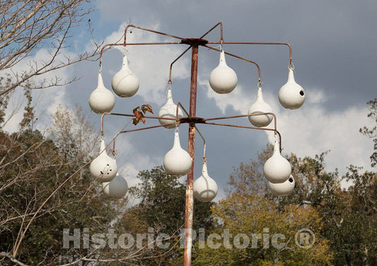 Photo - Painted gourds are Often Fashioned into nests for Purple Martins, as here in Florence, Mississippi. Purple Martins are The Largest North American Swallows