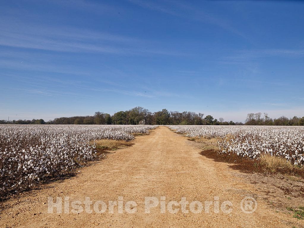 Photo - A Forever Cotton Field bisected by a Dirt Lane Near Batesville, Mississippi- Fine Art Photo Reporduction