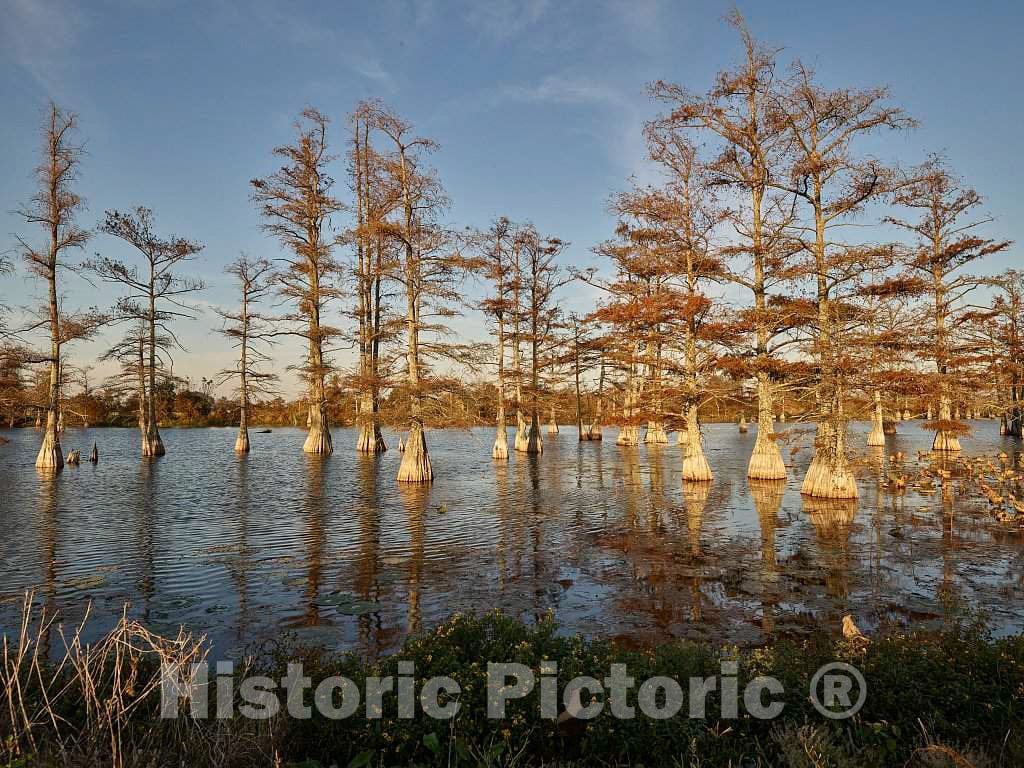 Photo - Low Winter Light Catches The Cypress Trees in a Swamp Near Dublin, Mississippi- Fine Art Photo Reporduction