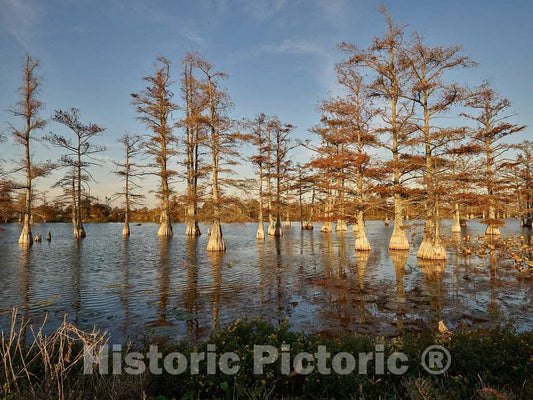 Photo - Low Winter Light Catches The Cypress Trees in a Swamp Near Dublin, Mississippi- Fine Art Photo Reporduction