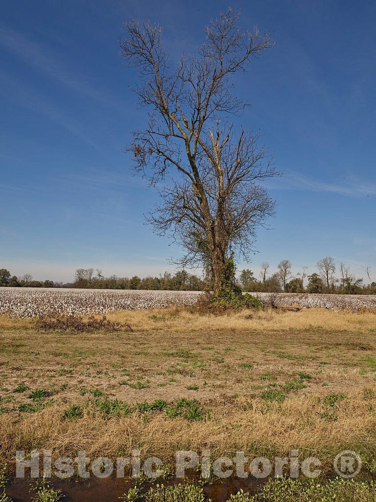 Photo - Starkly Bare Tree in a Field Near an Even Larger Cotton Field Outside Marks, Mississippi- Fine Art Photo Reporduction
