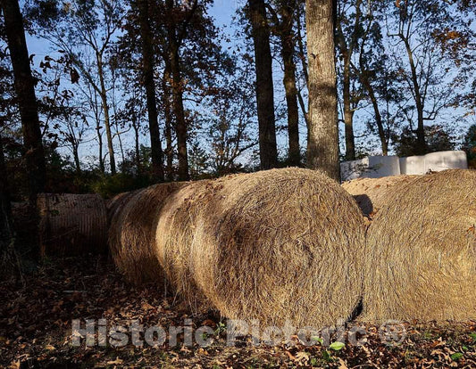 Photo- Hay bales, not in a field for a change but in the woods, near West Pontotoc, Mississippi 1 Fine Art Photo Reproduction