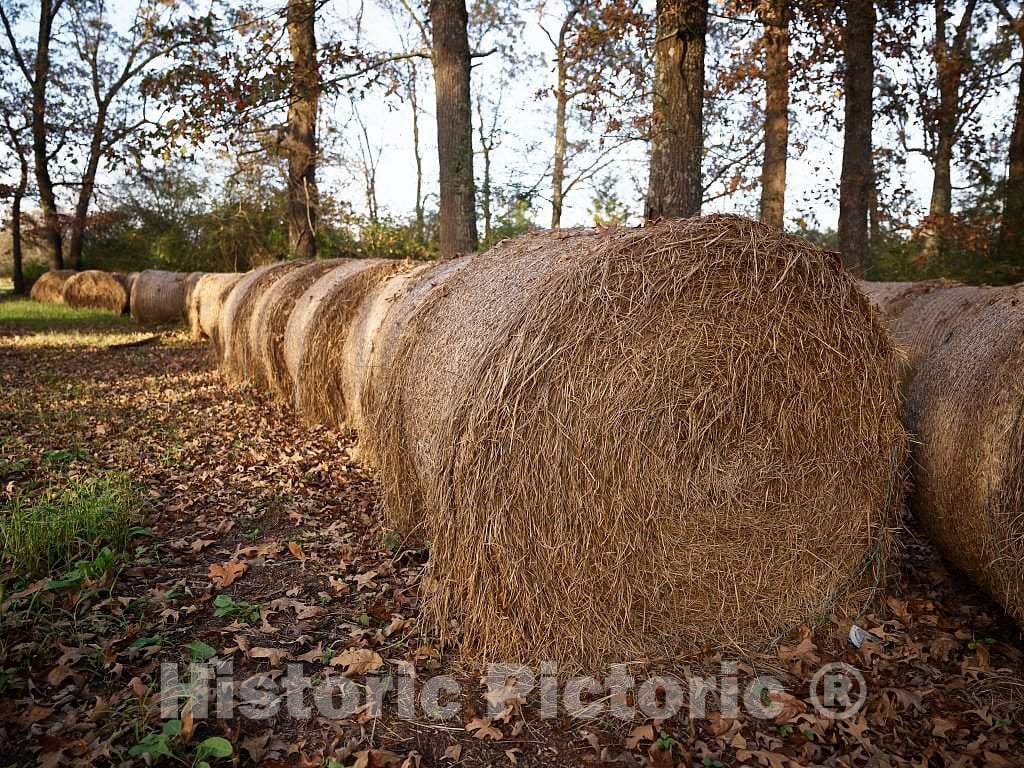 Photo- Hay Bales, not in a Field for a Change but in The Woods, Near West Pontotoc, Mississippi 2 Fine Art Photo Reproduction