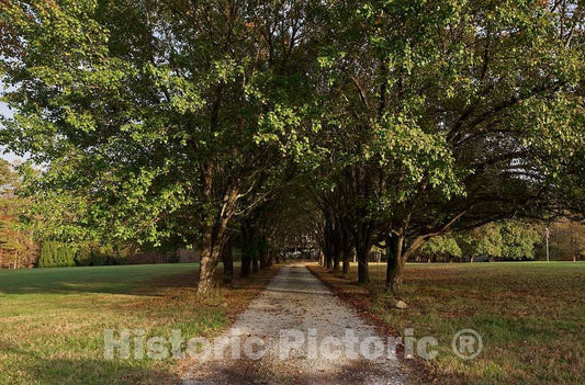 Photo - Rural Path into The Woods in Coahoma County, Mississippi- Fine Art Photo Reporduction
