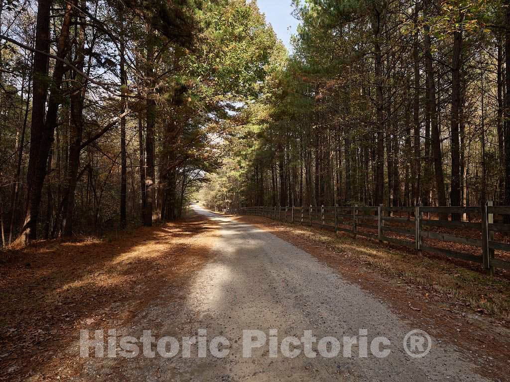 Photo - Road Through The Pines Leading to Historic Stagville, a North Carolina Historic site on The outskirts of Durham- Fine Art Photo Reporduction