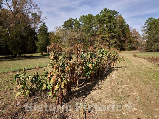 Photo - Fading Garden in November at The Duke Homestead State Historic Site on The outskirts of Durham, North Carolina- Fine Art Photo Reporduction