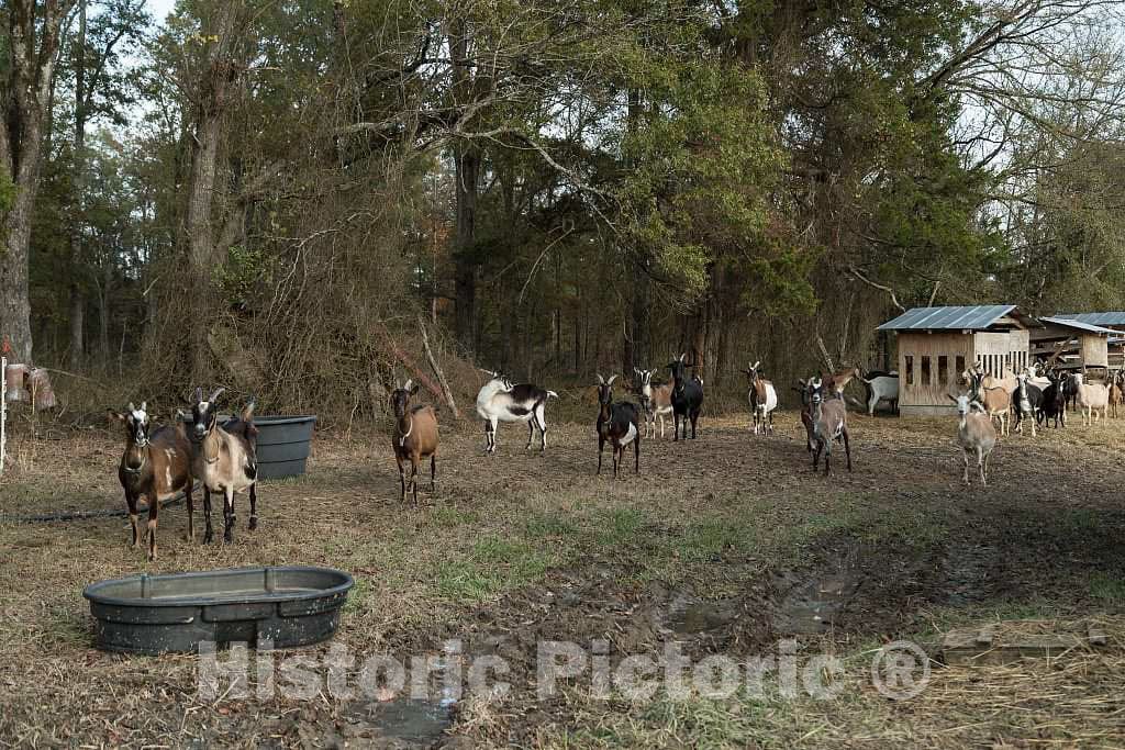 Photo- Part of the goat herd at Prodigal Farm, near Durham in Rougemont, North Carolina 1 Fine Art Photo Reproduction