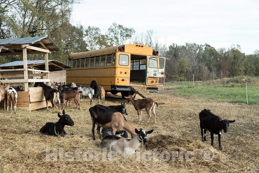 Photo- Goats congregate Near and in one of Four Old School Buses at Prodigal Farm, Near Durham in Rougemont, North Carolina 3 Fine Art Photo Reproduction