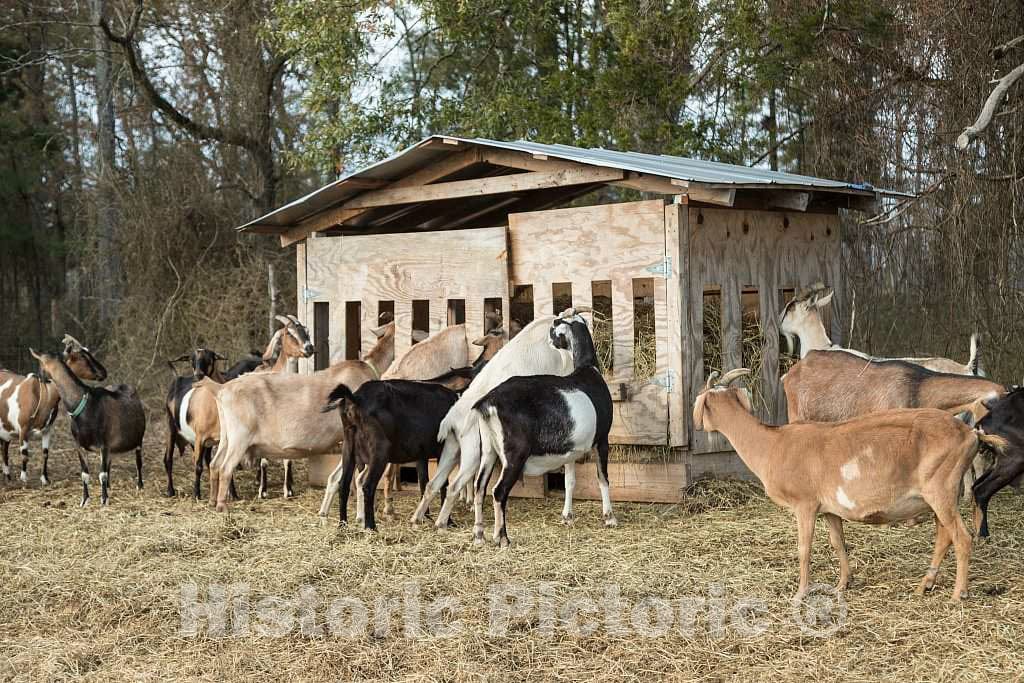 Photo- Part of The Goat Herd at Prodigal Farm, Near Durham in Rougemont, North Carolina 2 Fine Art Photo Reproduction