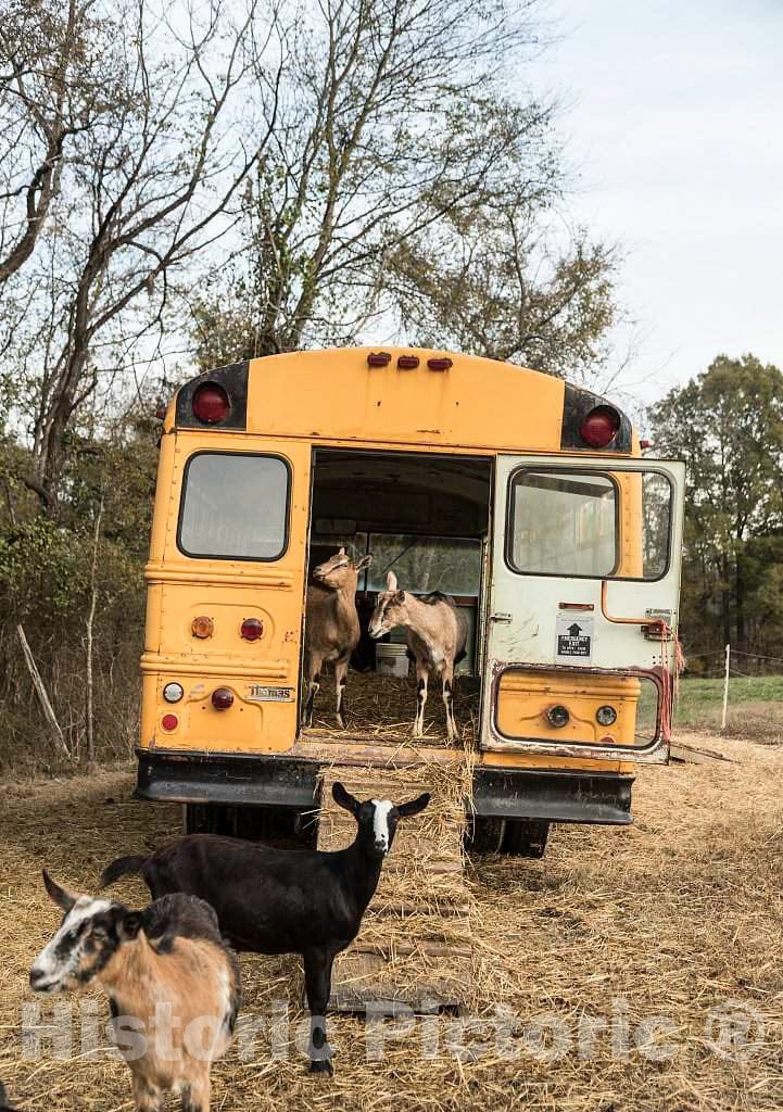 Photo- Goats congregate Near and in one of Four Old School Buses at Prodigal Farm, Near Durham in Rougemont, North Carolina 1 Fine Art Photo Reproduction