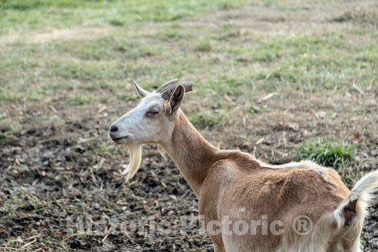 Photo - One of The Resident milkers at Prodigal Farm, Near Durham in Rougemont, North Carolina- Fine Art Photo Reporduction