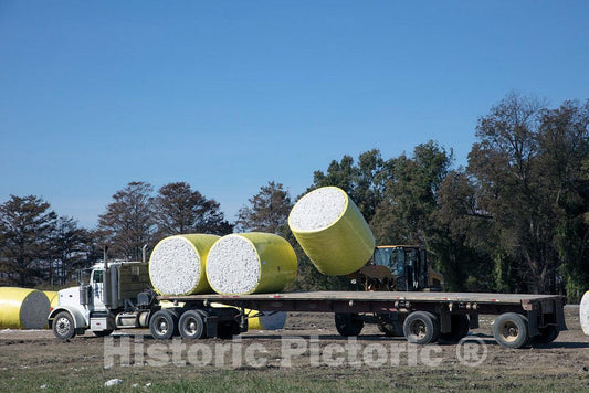 Photo - A Forklift Loads Huge Bales of Cotton, Wrapped in Plastic, onto a Long Flatbed Truck Near Marks, Mississippi- Fine Art Photo Reporduction
