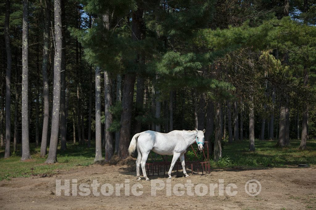 Photo - Handsome Horse on a Farm Near Hopkinton, New Hampshire- Fine Art Photo Reporduction