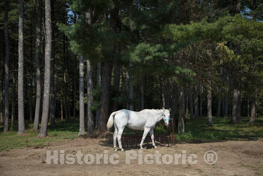 Photo - Handsome Horse on a Farm Near Hopkinton, New Hampshire- Fine Art Photo Reporduction