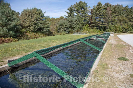 Photo- Pond for Adolescent Fish, Covered by Chicken Wire to Deter poachers, at The State-Run Twin Mountain Hatchery Near Carroll, New Hampshire 1 Fine Art Photo Reproduction