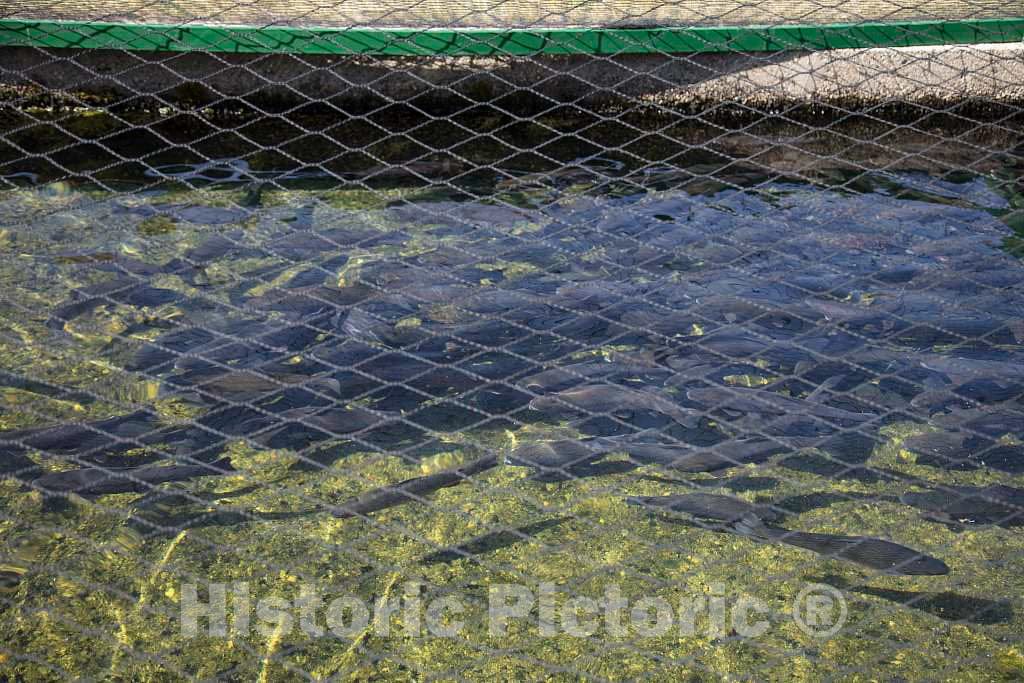 Photo- Pond for Adolescent Fish, Covered by Chicken Wire to Deter poachers, at The State-Run Twin Mountain Hatchery Near Carroll, New Hampshire 2 Fine Art Photo Reproduction
