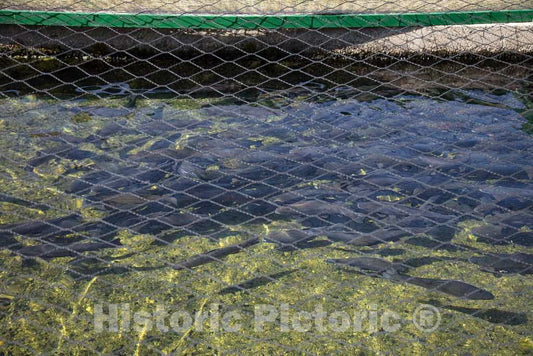 Photo- Pond for Adolescent Fish, Covered by Chicken Wire to Deter poachers, at The State-Run Twin Mountain Hatchery Near Carroll, New Hampshire 2 Fine Art Photo Reproduction