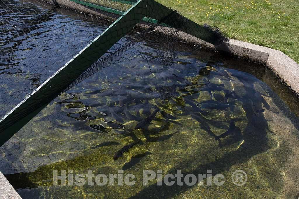 Photo- Pond for Adolescent Fish, Covered by Chicken Wire to Deter poachers, at The State-Run Twin Mountain Hatchery Near Carroll, New Hampshire 3 Fine Art Photo Reproduction