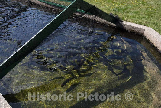 Photo- Pond for Adolescent Fish, Covered by Chicken Wire to Deter poachers, at The State-Run Twin Mountain Hatchery Near Carroll, New Hampshire 3 Fine Art Photo Reproduction
