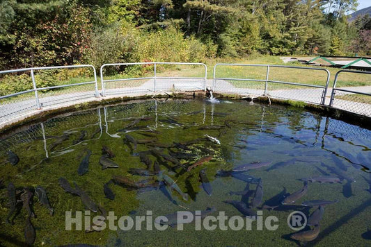 Photo - Pond for Adolescent Fish at The State-Run Twin Mountain Hatchery Near Carroll, New Hampshire- Fine Art Photo Reporduction