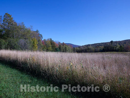 Photo - A field of high grasses near Ripton, Vermont- Fine Art Photo Reporduction