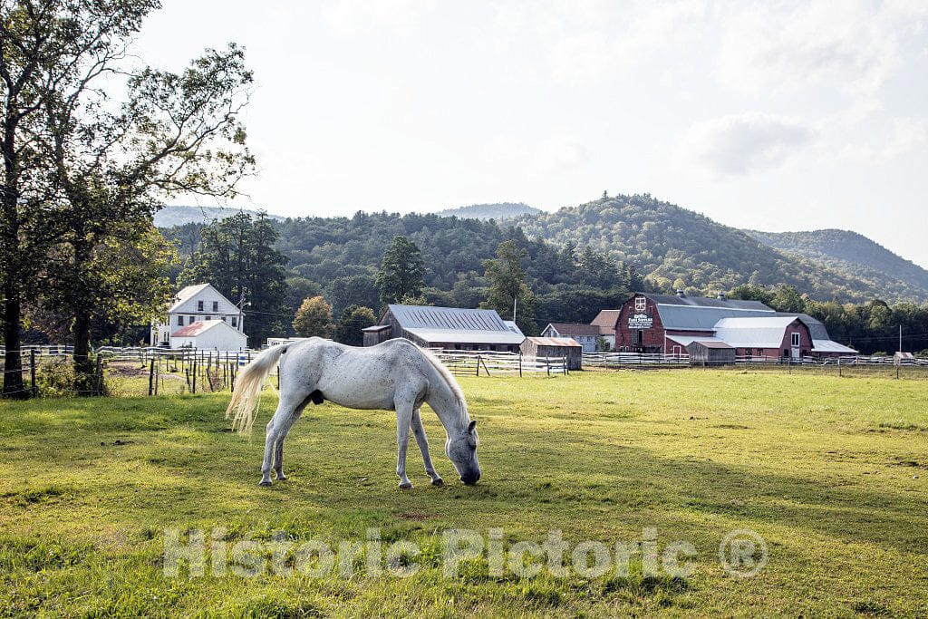 Photo - A White Horse grazes on a Farm Near Harmonyville, a Part of Townshend, Vermont- Fine Art Photo Reporduction