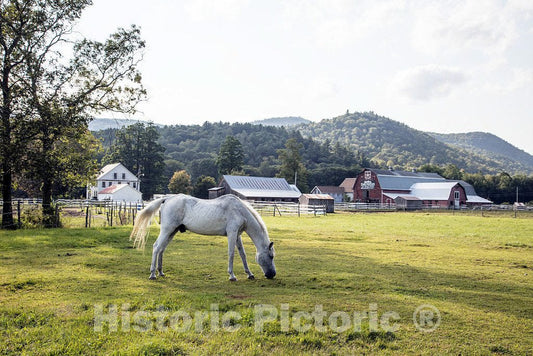 Photo - A White Horse grazes on a Farm Near Harmonyville, a Part of Townshend, Vermont- Fine Art Photo Reporduction