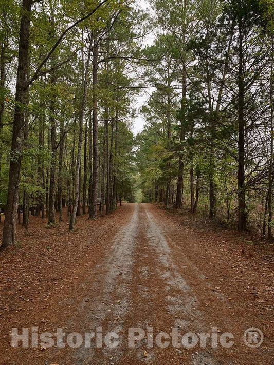 Photo - Dirt Road Through The Pines in The unincorporated Community of Pine Mountain Valley, Georgia- Fine Art Photo Reporduction