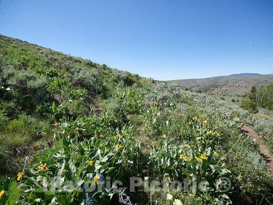 Photo - Wildflowers in The Hills at The A Bar A Guest Ranch, just Over The Colorado Border Near Riverside in Carbon County, Wyoming- Fine Art Photo Reporduction
