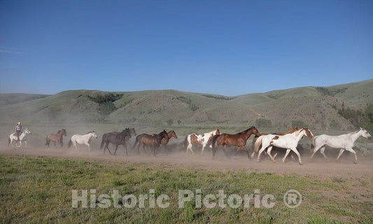 Photo- Horses Head for The Corral in The Daily Jingle, or Roundup of Horses, at The A Bar A Guest Ranch Near Riverside, Wyoming 1 Fine Art Photo Reproduction