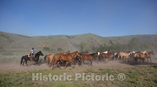 Photo- Horses Head for The Corral in The Daily Jingle, or Roundup of Horses, at The A Bar A Guest Ranch Near Riverside, Wyoming 2 Fine Art Photo Reproduction