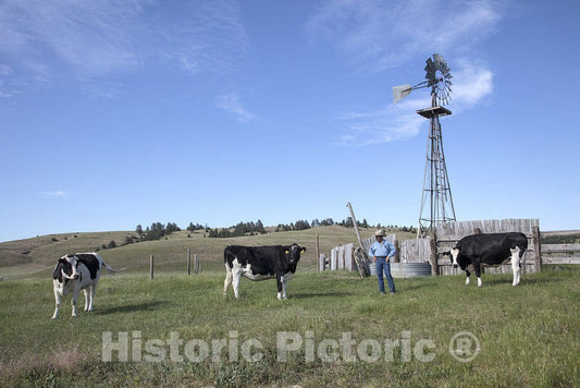 Photo- Ranch manager Craig Boyd hangs out with some pampered cows at the Kindness Ranch, near Hartville, Wyoming, which rehabilitates retired research animals of many species 1