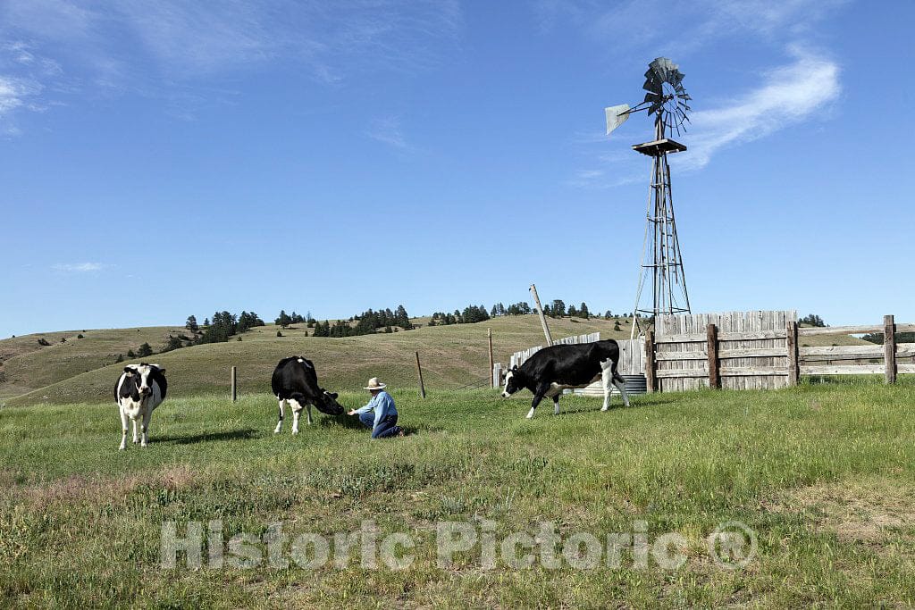 Photo- Ranch Manager Craig Boyd Hangs Out with Some Pampered Cows at The Kindness Ranch, Near Hartville, Wyoming, which rehabilitates Retired Research Animals of Many Species 2