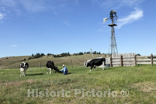 Photo- Ranch Manager Craig Boyd Hangs Out with Some Pampered Cows at The Kindness Ranch, Near Hartville, Wyoming, which rehabilitates Retired Research Animals of Many Species 2