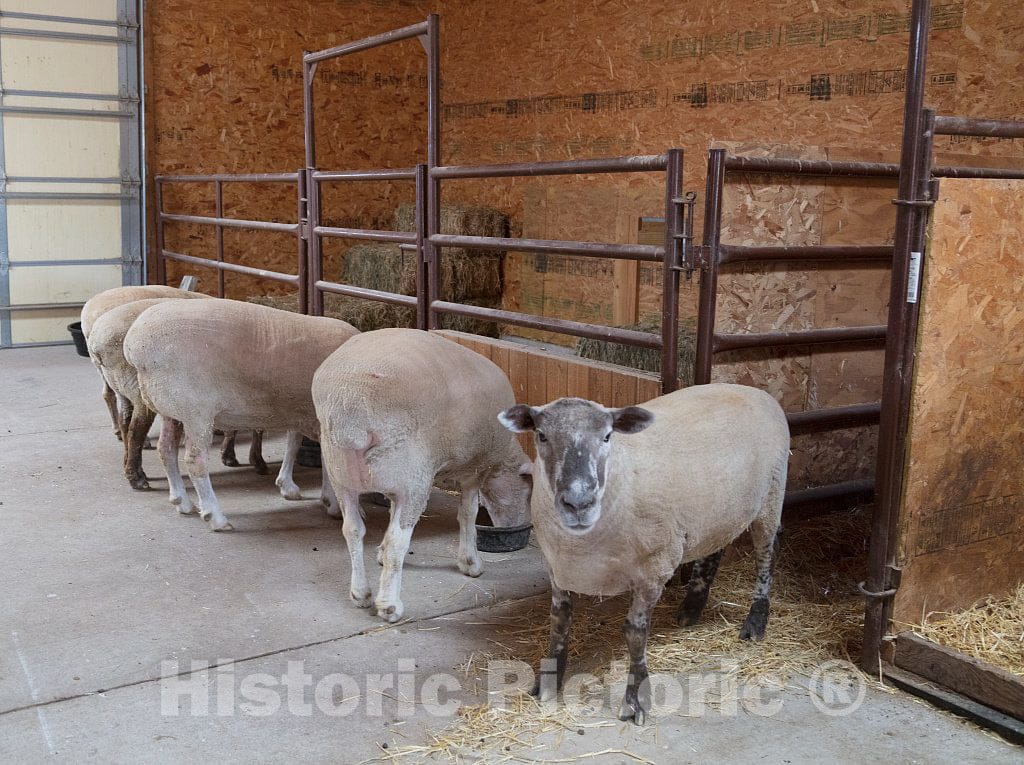 Photo - Rescued sheep at the Kindness Ranch, near Hartville, Wyoming, which rehabilitates retired research animals of many species- Fine Art Photo Reporduction