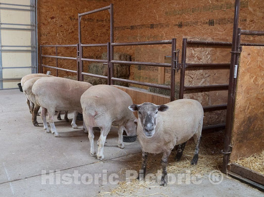 Photo - Rescued sheep at the Kindness Ranch, near Hartville, Wyoming, which rehabilitates retired research animals of many species- Fine Art Photo Reporduction