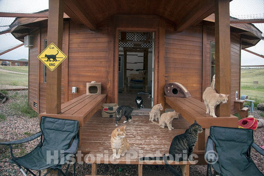 Photograph - Rescued Cats get Their own shelter, with Lots of Room to roam, at The Kindness Ranch, Near Hartville, Wyoming, which rehabilitates Retired Research Animals of Many Species 1